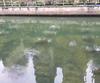 南京鼓楼金川河