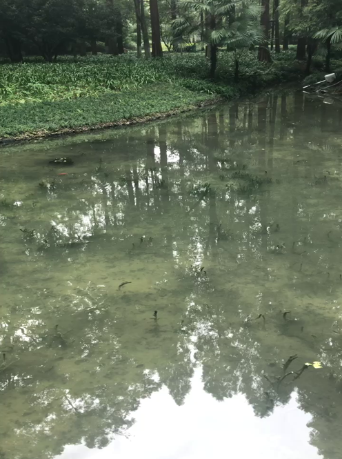 杭州西湖柳浪闻莺段